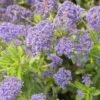 Ceanothe X Italian Skies/pot De 4l - 40/60 Cm -VIDA Plantes Magasin 63fdf4475236b9.81701595