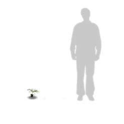 Ceanothe X Italian Skies/pot De 4l - 40/60 Cm -VIDA Plantes Magasin 63fdf4475668c7.74020534