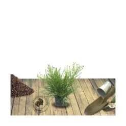 Ceanothe X Italian Skies/pot De 4l - 40/60 Cm -VIDA Plantes Magasin 63fdf447595f82.87211190
