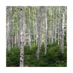 Bouleau Utilis Doorenbos/pot De 10l - 175/200 Cm -VIDA Plantes Magasin 63fdf44b2f8ad8.14824164