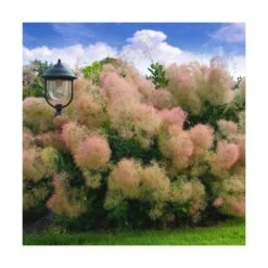 Arbre à Perruque Coggygria Young Lady/pot De 4l - 60/120 Cm -VIDA Plantes Magasin 63fdf44cdb46d9.81468895