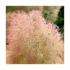 Arbre à Perruque Coggygria Young Lady/pot De 4l - 60/120 Cm -VIDA Plantes Magasin 63fdf44cdfcca8.08856198