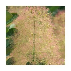 Arbre à Perruque Coggygria Young Lady/pot De 4l - 60/120 Cm -VIDA Plantes Magasin 63fdf44ce79c90.42812212