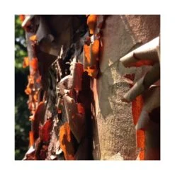 Érable à écorce De Papier/pot De 10l - 80/120 Cm 8 Érable à écorce De Papier/pot De 10l - 80/120 Cm -VIDA Plantes Magasin 63fdf4506c3491.07719343