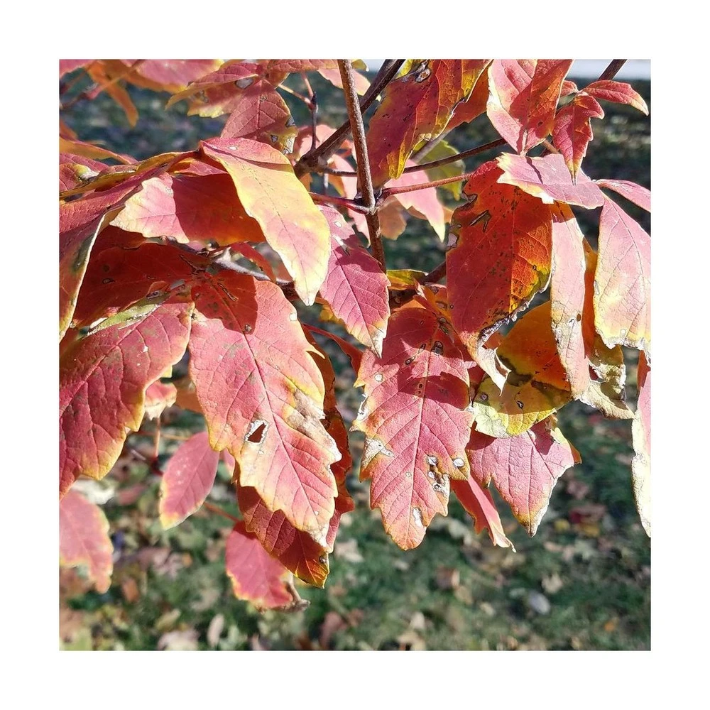 Érable à écorce De Papier/pot De 10l - 80/120 Cm 4 Érable à écorce De Papier/pot De 10l - 80/120 Cm – Image 2