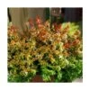 Abélie à Grandes Fleurs Kaleidoscope®/pot De 4l - 40/60 Cm -VIDA Plantes Magasin 63fdf45356c787.47251377