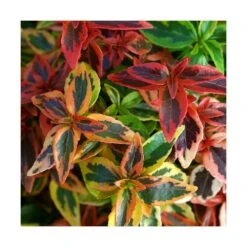 Abélie à Grandes Fleurs Kaleidoscope®/pot De 4l - 40/60 Cm -VIDA Plantes Magasin 63fdf4535ff404.70807208