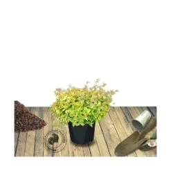 Abélie à Grandes Fleurs Kaleidoscope®/pot De 4l - 40/60 Cm -VIDA Plantes Magasin 63fdf45374d855.11333165