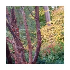 Érable à écorce De Papier/pot De 18 L - 125/150 -VIDA Plantes Magasin 63fdf45558a5f0.65604697