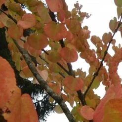 Arbre Au Caramel Japonicum/pot De 5l - 80/100 Cm -VIDA Plantes Magasin 63fdf4728e9946.94455242