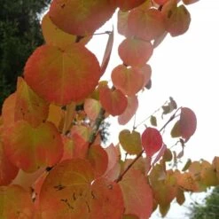 Arbre Au Caramel Japonicum/pot De 5l - 80/100 Cm -VIDA Plantes Magasin 63fdf4729a6164.27611430