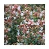 Abélie à Grandes Fleurs Sherwood/pot De 4l - 40/60 Cm -VIDA Plantes Magasin 63fdf4793f5620.21387237