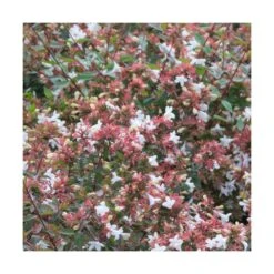 Abélie à Grandes Fleurs Sherwood/pot De 4l - 40/60 Cm -VIDA Plantes Magasin 63fdf47949d7a6.85876877