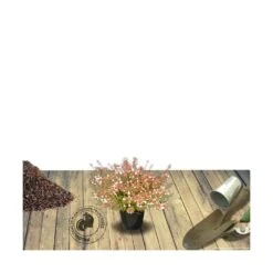 Abélie à Grandes Fleurs Sherwood/pot De 4l - 40/60 Cm -VIDA Plantes Magasin 63fdf47959f271.84221600