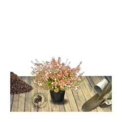 Abélie à Grandes Fleurs Sherwood/pot De 4l - 40/60 Cm -VIDA Plantes Magasin 63fdf4795d6a39.50683103