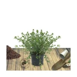 Ceanothe Thyrsiflorus Var. Repens/pot De 4l - 40/60 Cm -VIDA Plantes Magasin 63fdf47b4e22a6.91186754