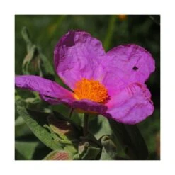 Ciste Pourpre Purpureus/pot De 4l - 40/60 Cm -VIDA Plantes Magasin 63fdf48094f861.80590374