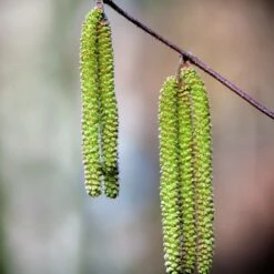 Bouleau Utilis/pot De 10l - 175/200 Cm -VIDA Plantes Magasin 63fdf484017194.22140049