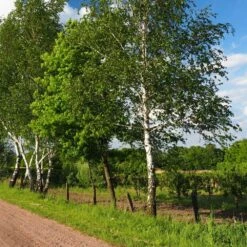 Bouleau Utilis/pot De 10l - 175/200 Cm -VIDA Plantes Magasin 63fdf4841d7761.55433812