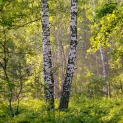 Bouleau Utilis/pot De 10l - 175/200 Cm -VIDA Plantes Magasin 63fdf484219600.31420579