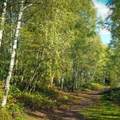 Bouleau Utilis/pot De 10l - 175/200 Cm -VIDA Plantes Magasin 63fdf484263c31.45047947