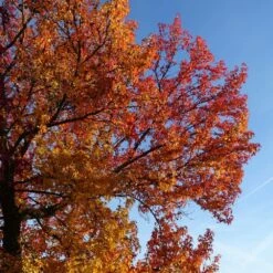 Copalme D'amérique Styraciflua Worplesdon/pot De 10l - 125/150 Cm -VIDA Plantes Magasin 64009864559ce2.55659192