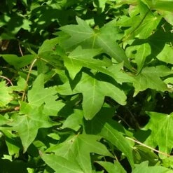 Copalme D'amérique Styraciflua Worplesdon/pot De 10l - 125/150 Cm -VIDA Plantes Magasin 6400986459fd07.20346548