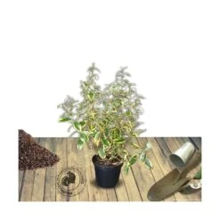 Elaeagnus X Ebbingei Viveleg®/pot De 7,5l - 80/100 Cm -VIDA Plantes Magasin 640098670c86d5.86233137