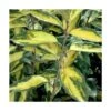 Elaeagnus X Ebbingei Viveleg®/pot De 7,5l - 80/100 Cm -VIDA Plantes Magasin 6400986714aef0.29725142