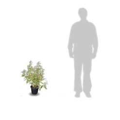 Elaeagnus X Ebbingei Viveleg®/pot De 7,5l - 80/100 Cm -VIDA Plantes Magasin 64009867184123.05823370