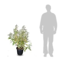 Elaeagnus X Ebbingei Viveleg®/pot De 7,5l - 80/100 Cm -VIDA Plantes Magasin 640098671cc634.82681727