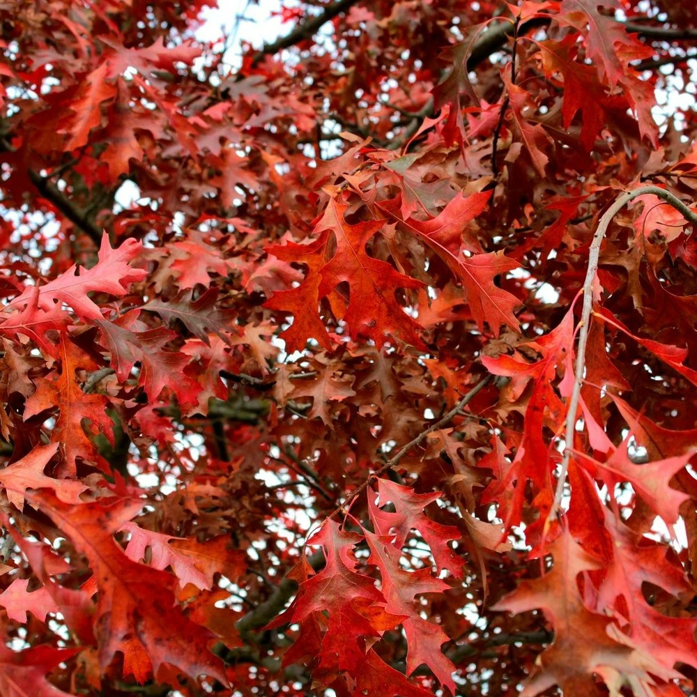 Chêne Rouge D'amérique/pot De 10l - 125/150 Cm 3 Chêne Rouge D'amérique/pot De 10l - 125/150 Cm