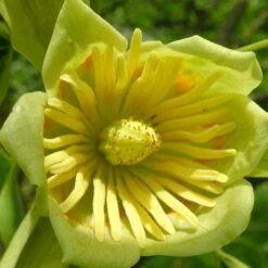 Tulipier De Virginie Tulipifera/pot De 12l - 150/175 Cm -VIDA Plantes Magasin 64009876add0b3.87943697