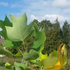 Tulipier De Virginie Tulipifera/pot De 12l - 150/175 Cm -VIDA Plantes Magasin 64009876b88b14.03363425