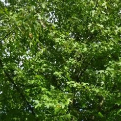 Copalme D'amérique Styraciflua/pot De 10l - 100/125 Cm -VIDA Plantes Magasin 640098784ffd25.20702013