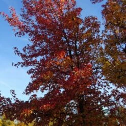 Copalme D'amérique Styraciflua/pot De 10l - 100/125 Cm -VIDA Plantes Magasin 640098785461b8.45225375