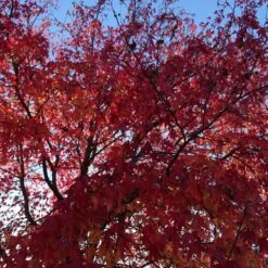 Copalme D'amérique Styraciflua/pot De 10l - 100/125 Cm -VIDA Plantes Magasin 640098785aba64.64472349