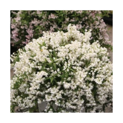 Deutzie X Hybrida Yuki Snowflake® 'ncdx1'/pot De 3l - 20/40 Cm -VIDA Plantes Magasin 64009879e482b6.14119373