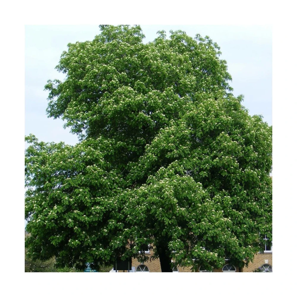 Sorbier Domestique , Cormier/pot De 5l - 80/100 Cm 3 Sorbier Domestique , Cormier/pot De 5l - 80/100 Cm