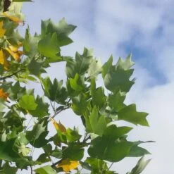 Tulipier De Virginie Tulipifera/pot De 25l - 175/200 Cm