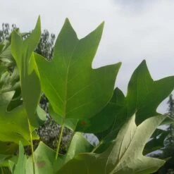 Tulipier De Virginie Tulipifera/pot De 25l - 175/200 Cm -VIDA Plantes Magasin 6400987ca6fd14.80585266