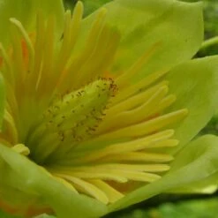 Tulipier De Virginie Tulipifera/pot De 25l - 175/200 Cm -VIDA Plantes Magasin 6400987cb42711.62826386