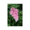 Hortensia 'vanille Fraise ?' - Pot De 3 Litres -VIDA Plantes Magasin 64033a02af00f9.13269993