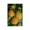Framboisier 'golden Everest' - 1,5l -VIDA Plantes Magasin 64033ca8b64b64.49428449
