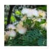 Albizia Kalkora (arbre à Soie Persane) Blanc - Taille Pot De 3.5l - 80/100cm -VIDA Plantes Magasin 64038b0fa7e9f5.09714500