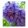 Jacaranda Mimosifolia (flamboyant Bleu) Bleu - Taille Pot De 3 Litres - 80/100 Cm -VIDA Plantes Magasin 64038b2e2ed167.74469299