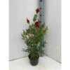 Callistemon Laevis Rouge - Taille Pot De 6 Litres - 100/120 Cm -VIDA Plantes Magasin 64038b6054e5d7.80262248