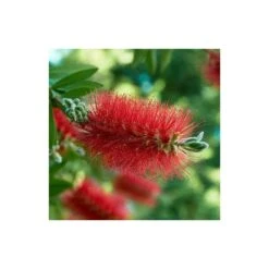Callistemon Laevis Rouge - Taille Pot De 6 Litres - 100/120 Cm -VIDA Plantes Magasin 64038b6058d178.65308417