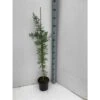 Acacia Baileyana 'purpurea' (acacia Pourpre De Bailey) Jaune - Taille Pot De 3 Litres - 80/100 Cm -VIDA Plantes Magasin 64038b61e11d74.58581356