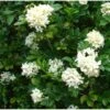 Murraya Paniculata (buis De Chine, Bois Jasmin, Oranger Jasmin) Blanc - Taille Pot De 10 Litres ? 140/160 Cm -VIDA Plantes Magasin 64038b638a2e35.43585900